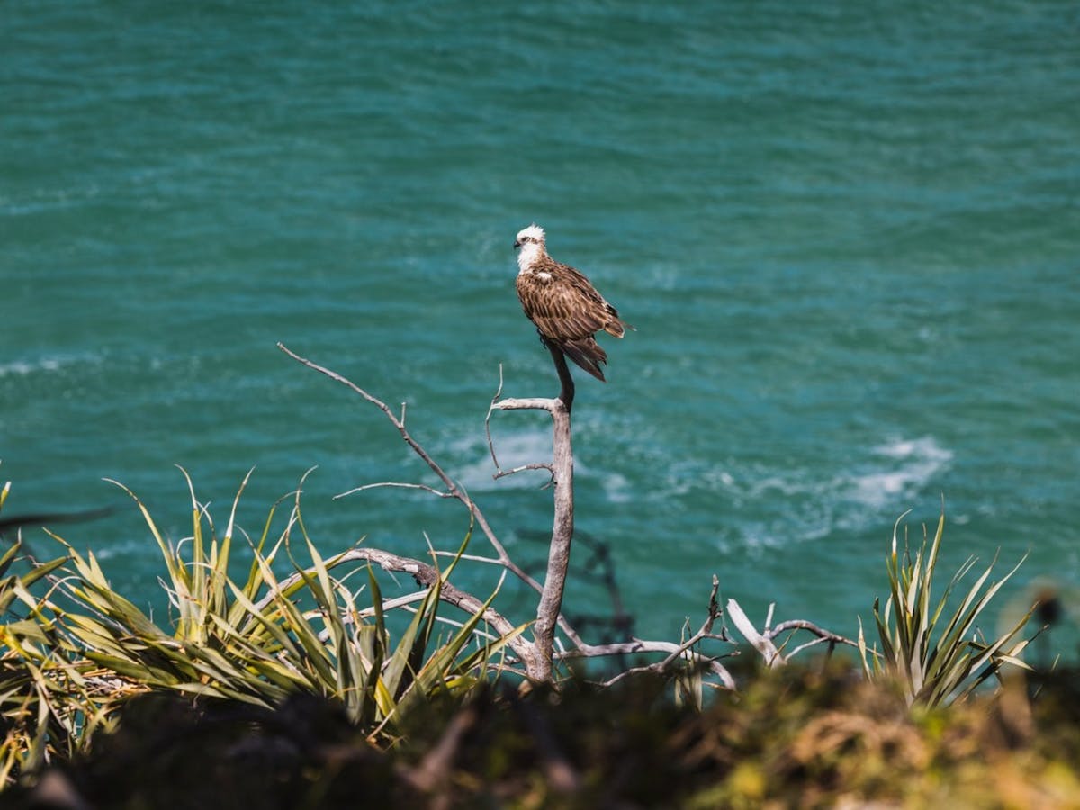 sea eagle