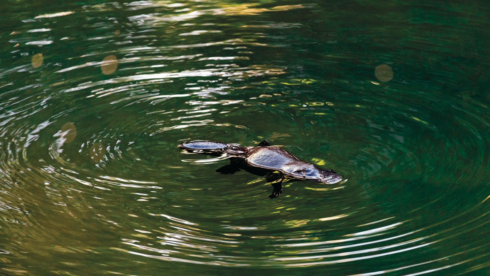 platypus in water