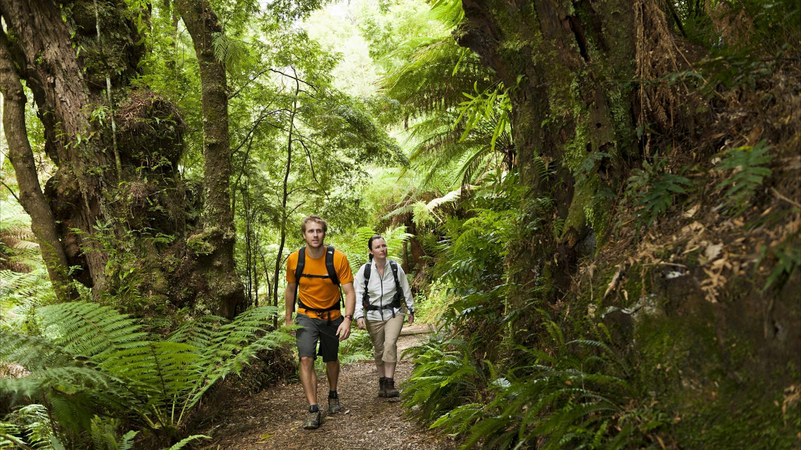 Forest walking