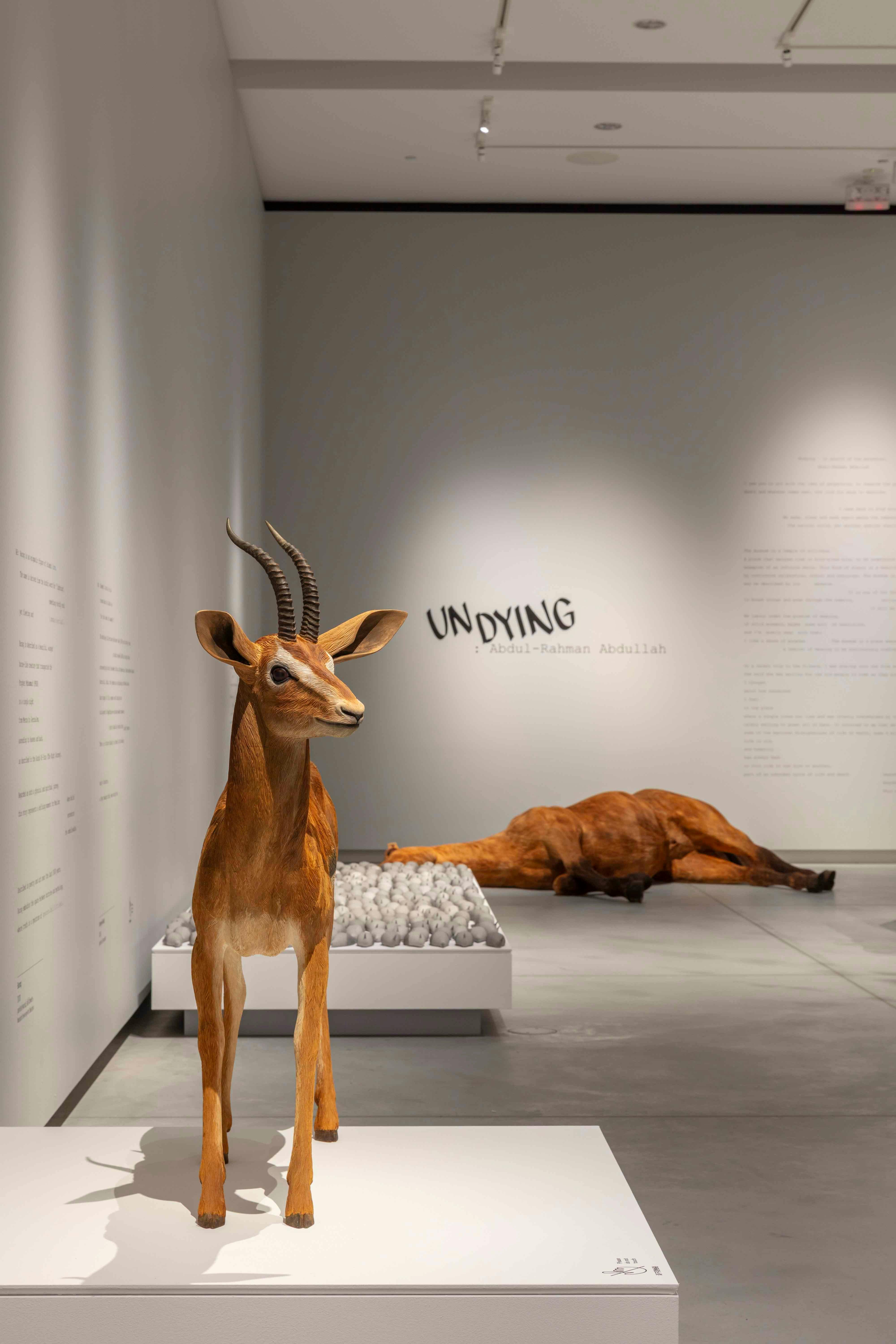 An image of a gazelle  in a gallery.