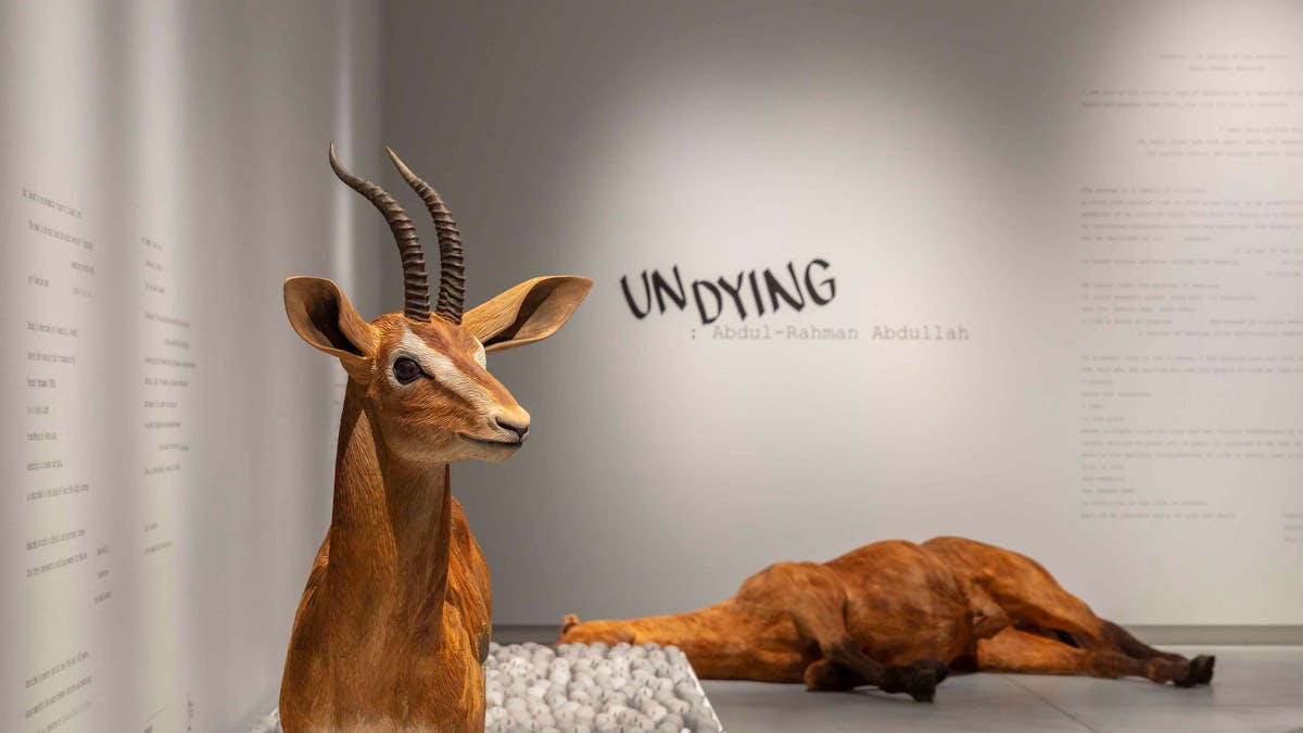 An image of a gazelle  in a gallery.