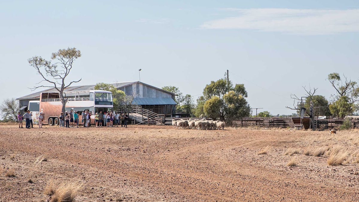 Guests watching merino sheep being mustered in the shearing shed