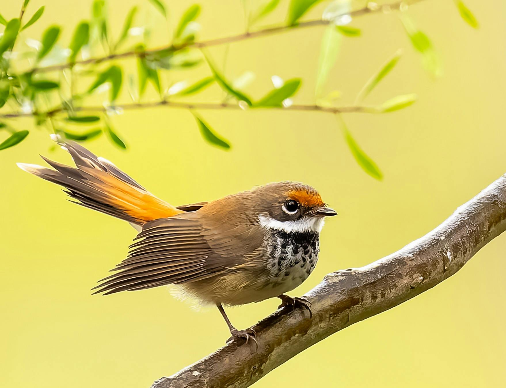Bird on a branch Glenn Smith Photography