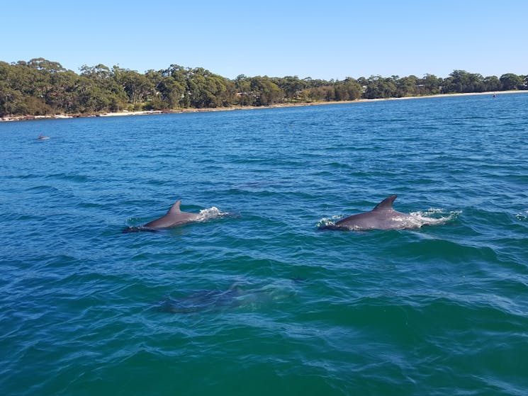 Dolphins