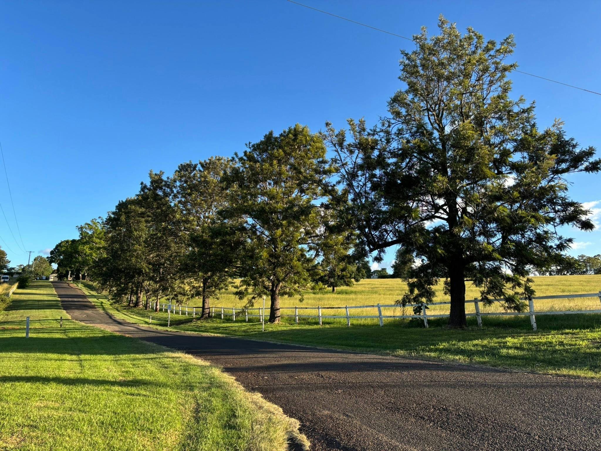 Tree lined country driveway beside white fencing and green paddocks under a bright blue sky. Tree lined country driveway beside white fencing and green paddocks under a bright blue sky.