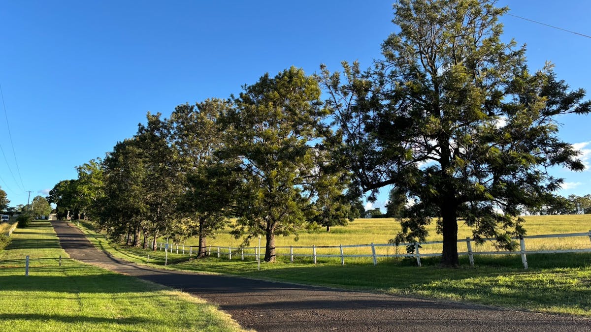 Tree lined country driveway beside white fencing and green paddocks under a bright blue sky.