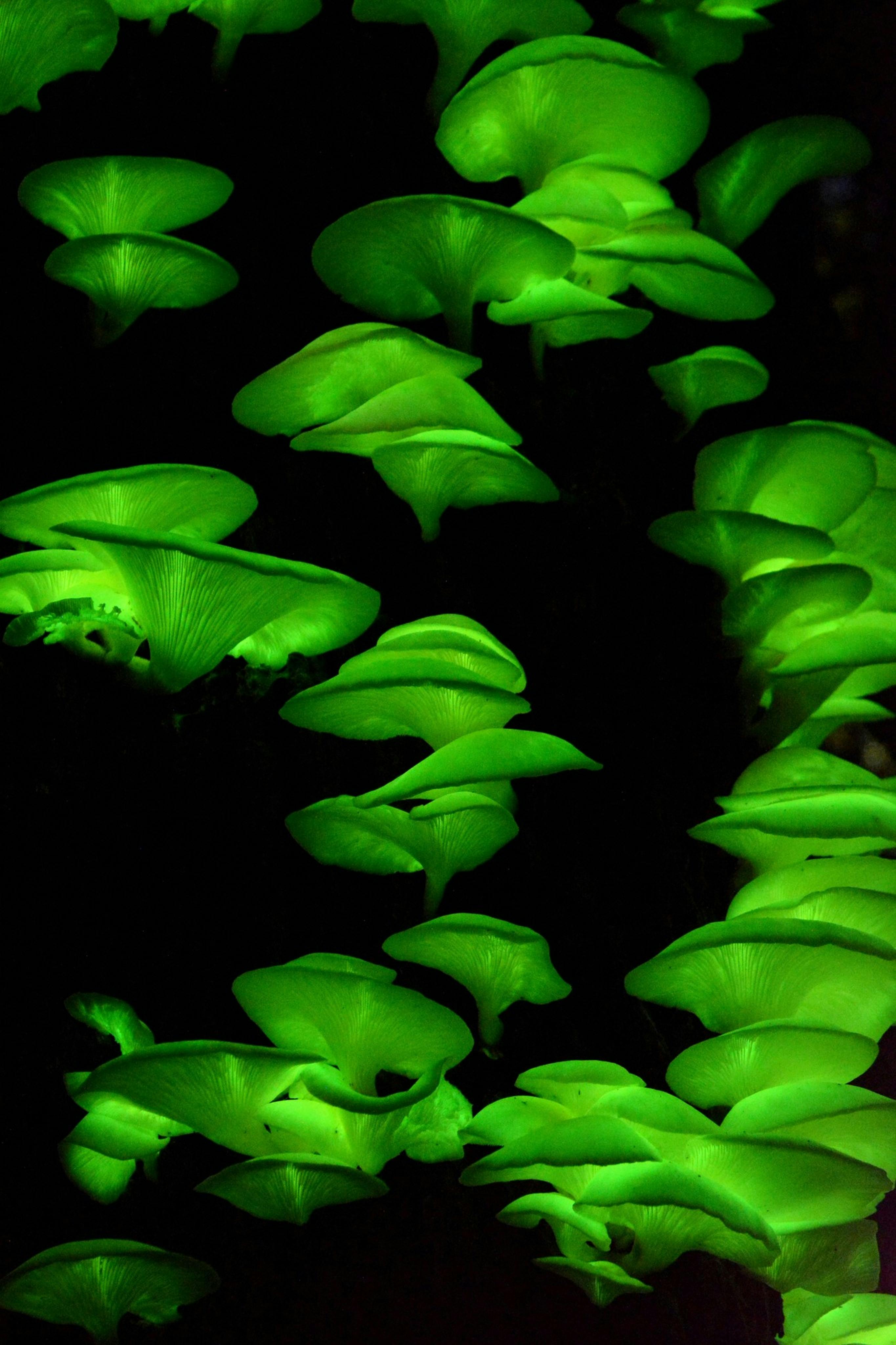 Fungo glowing in the dark