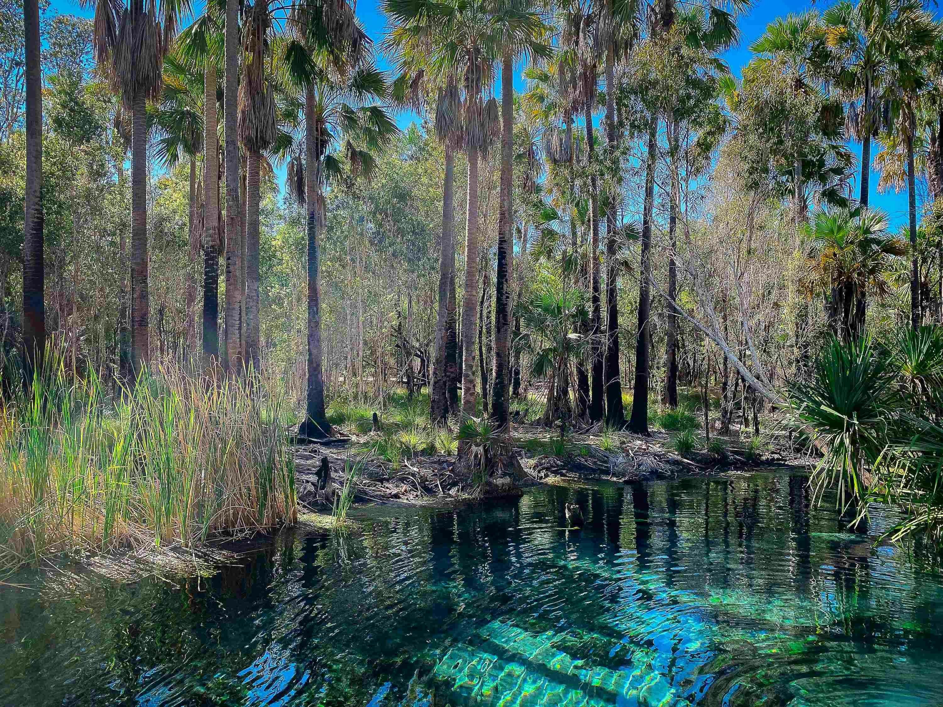 Photo of trees and foliage surrounding the edge of Bitter Springs