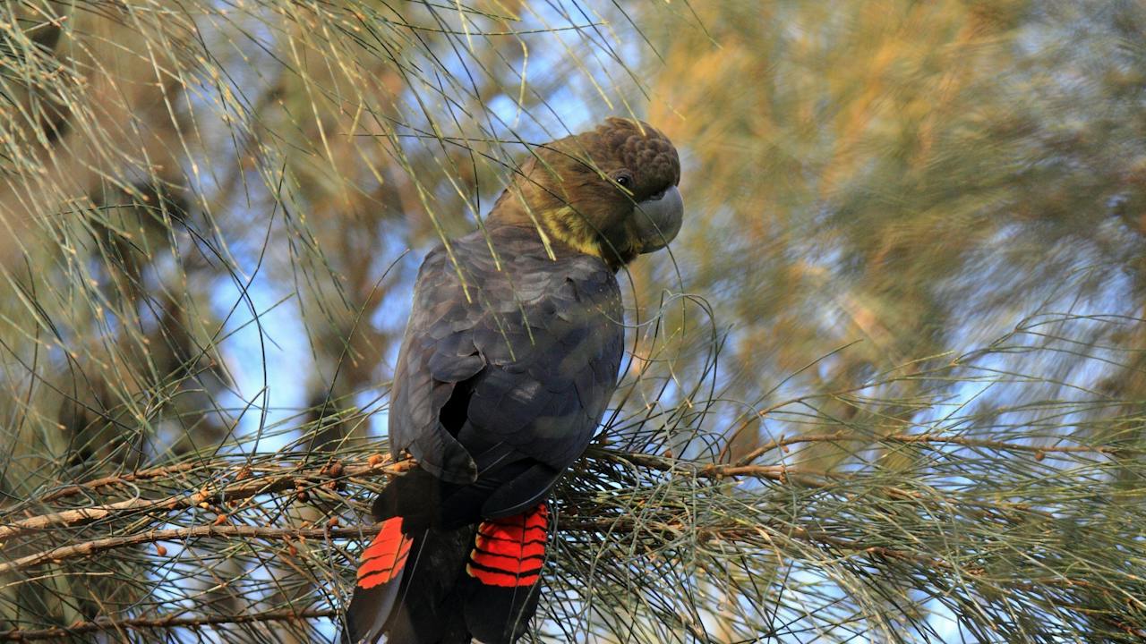 Lathami Conservation Park