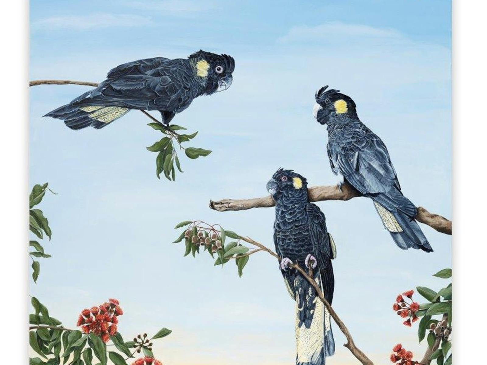 a beautiful painting of three Yellow Tailed Black Cockatoos on branches