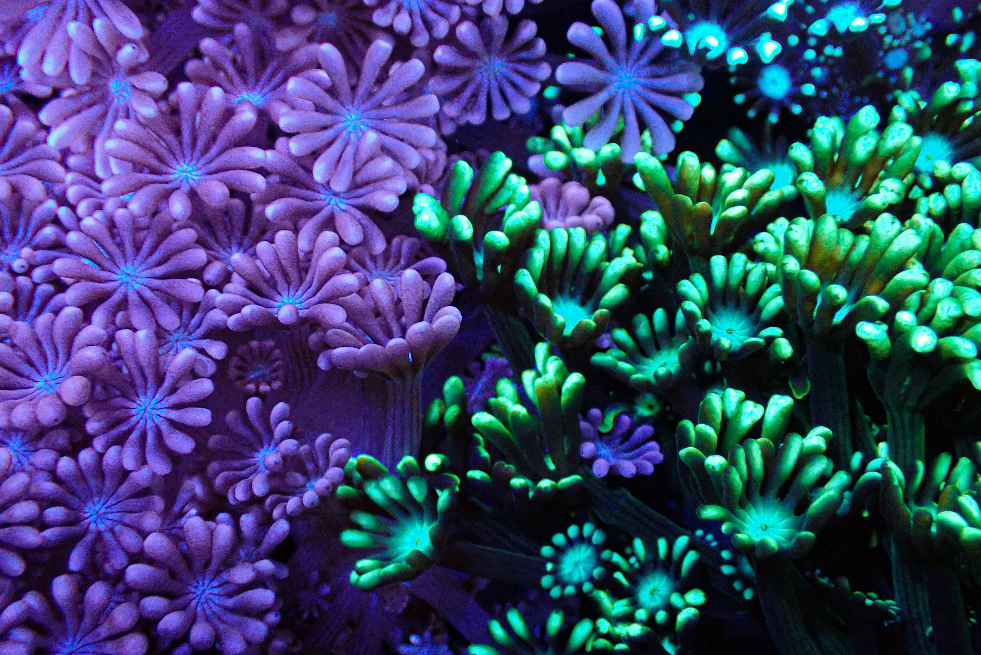 Flowerpot corals at Monsoon Aquatics Coral Farm in Bundaberg, Australia