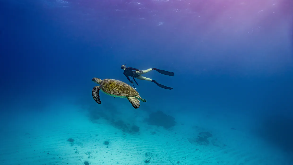 Small Group Turtle Snorkel Tour - The Pressure Project Sunshine Coast