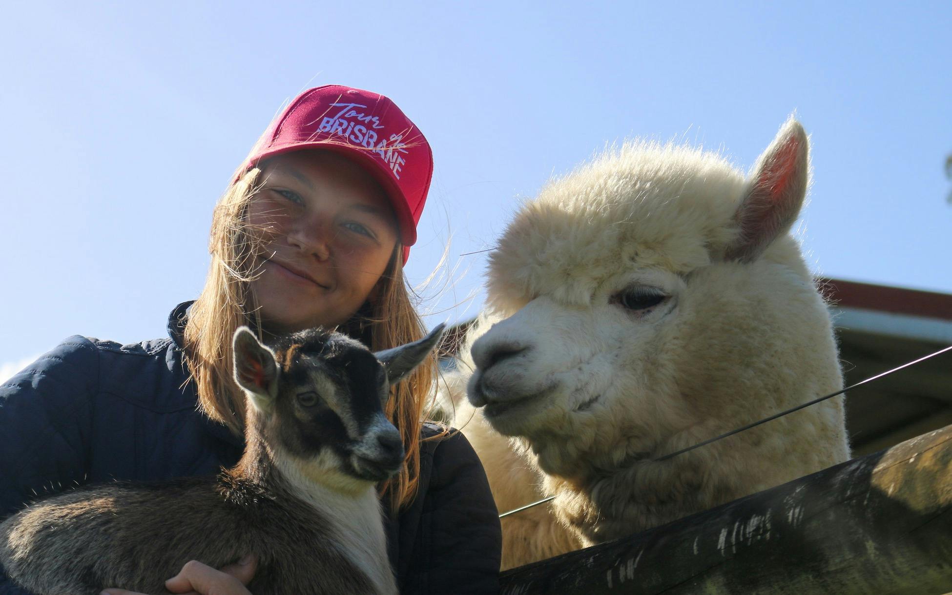 Girl holding a goat with an alpaca