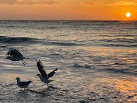 Sunset as waves roll on to the beach at Bay of Martyrs. 3 Seagulls taking flight as waves approach.