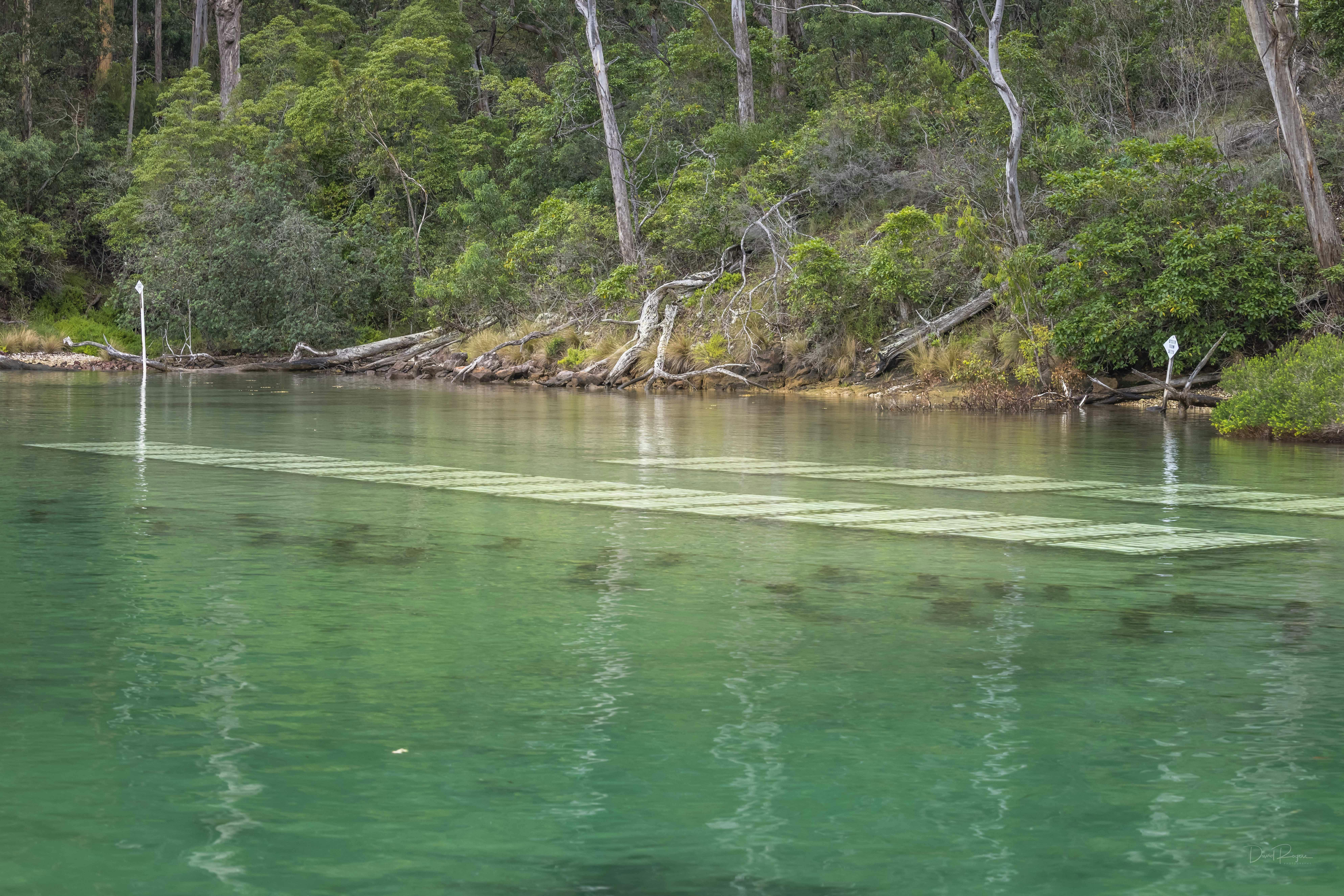 Captain Sponges Magical Oyster Tours, Pambula, Merimbula, Sapphire Coast, oyster tour, oysters