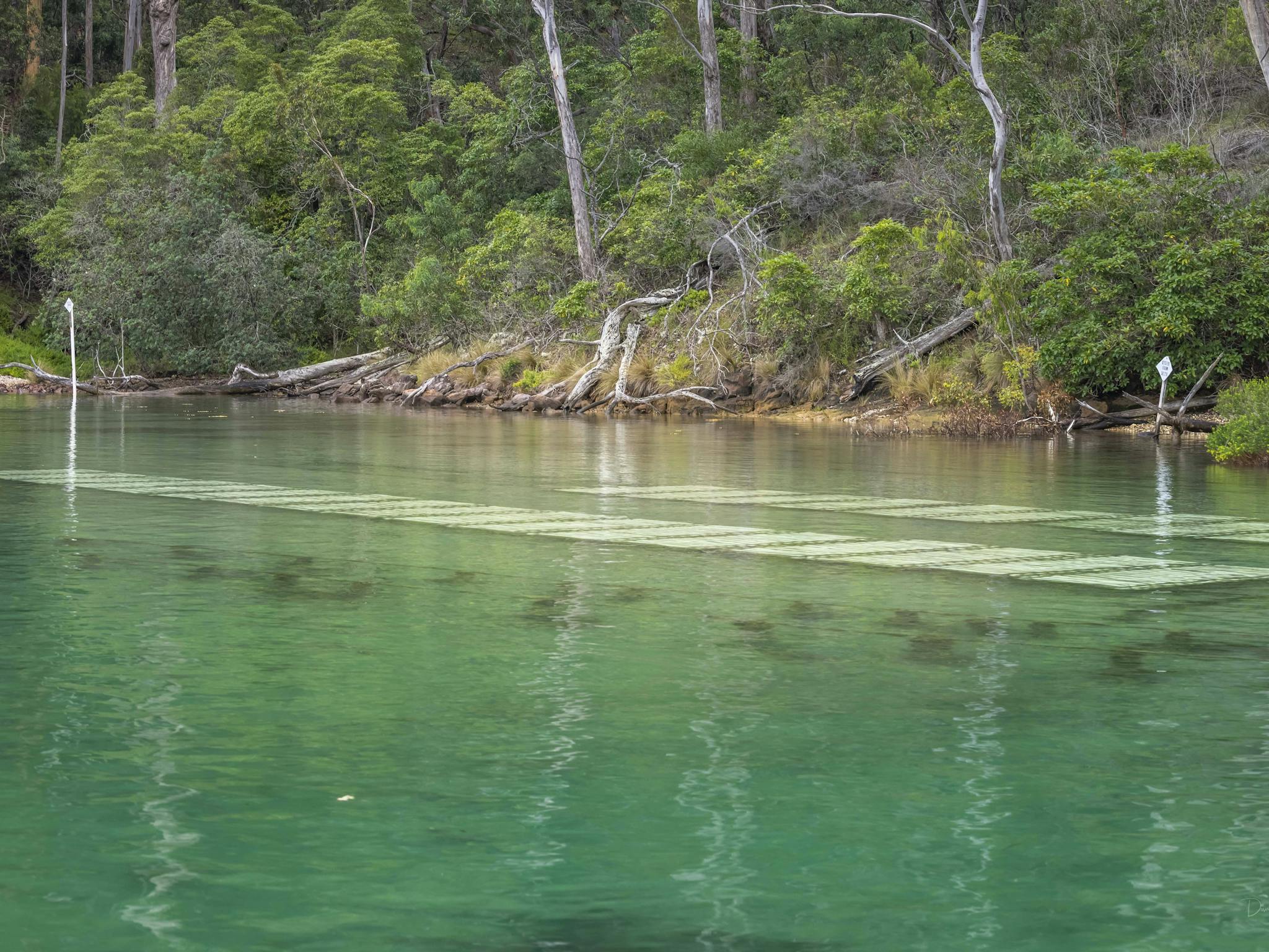 Captain Sponges Magical Oyster Tours, Pambula, Merimbula, Sapphire Coast, oyster tour, oysters