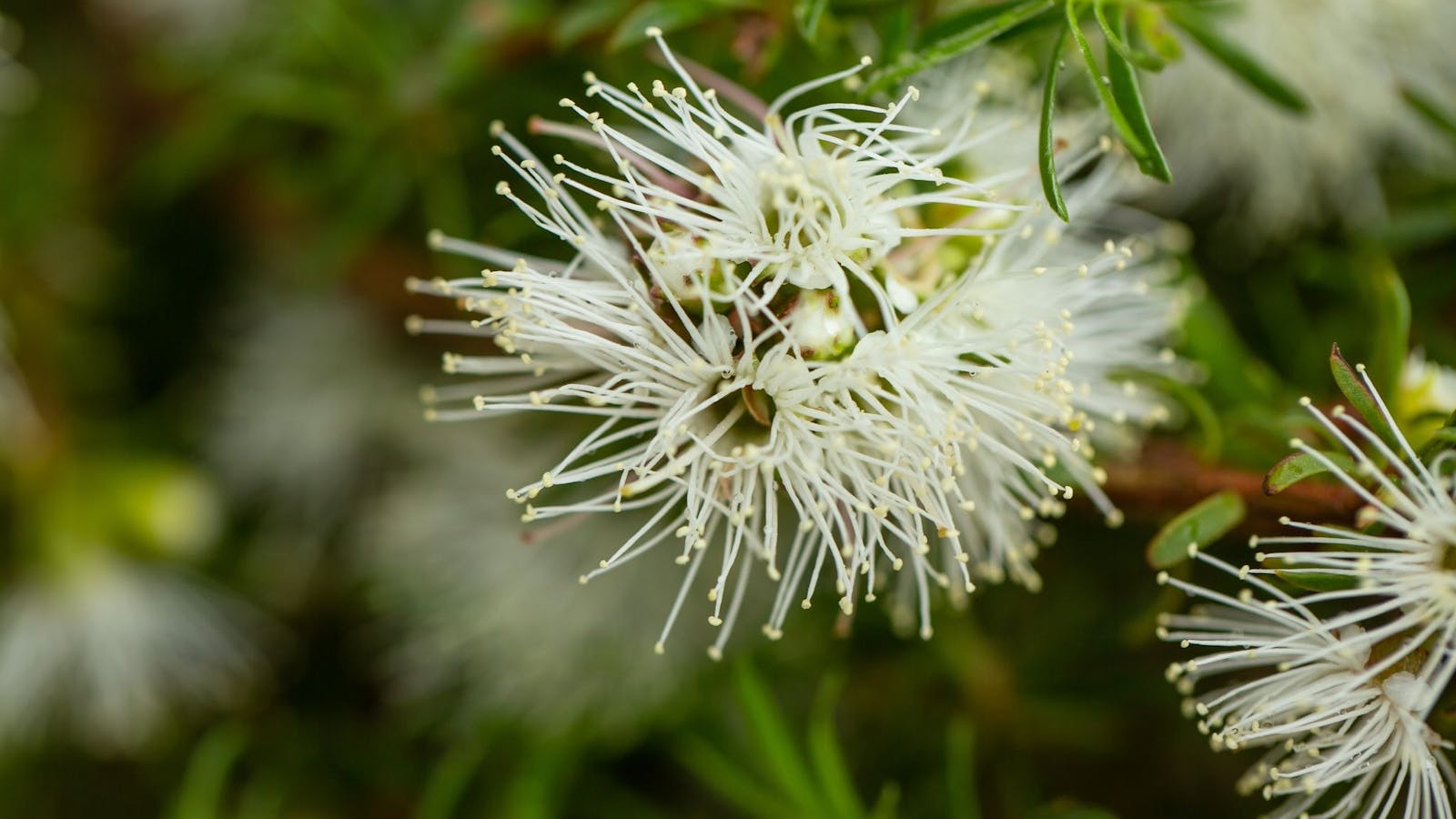 Kunzea