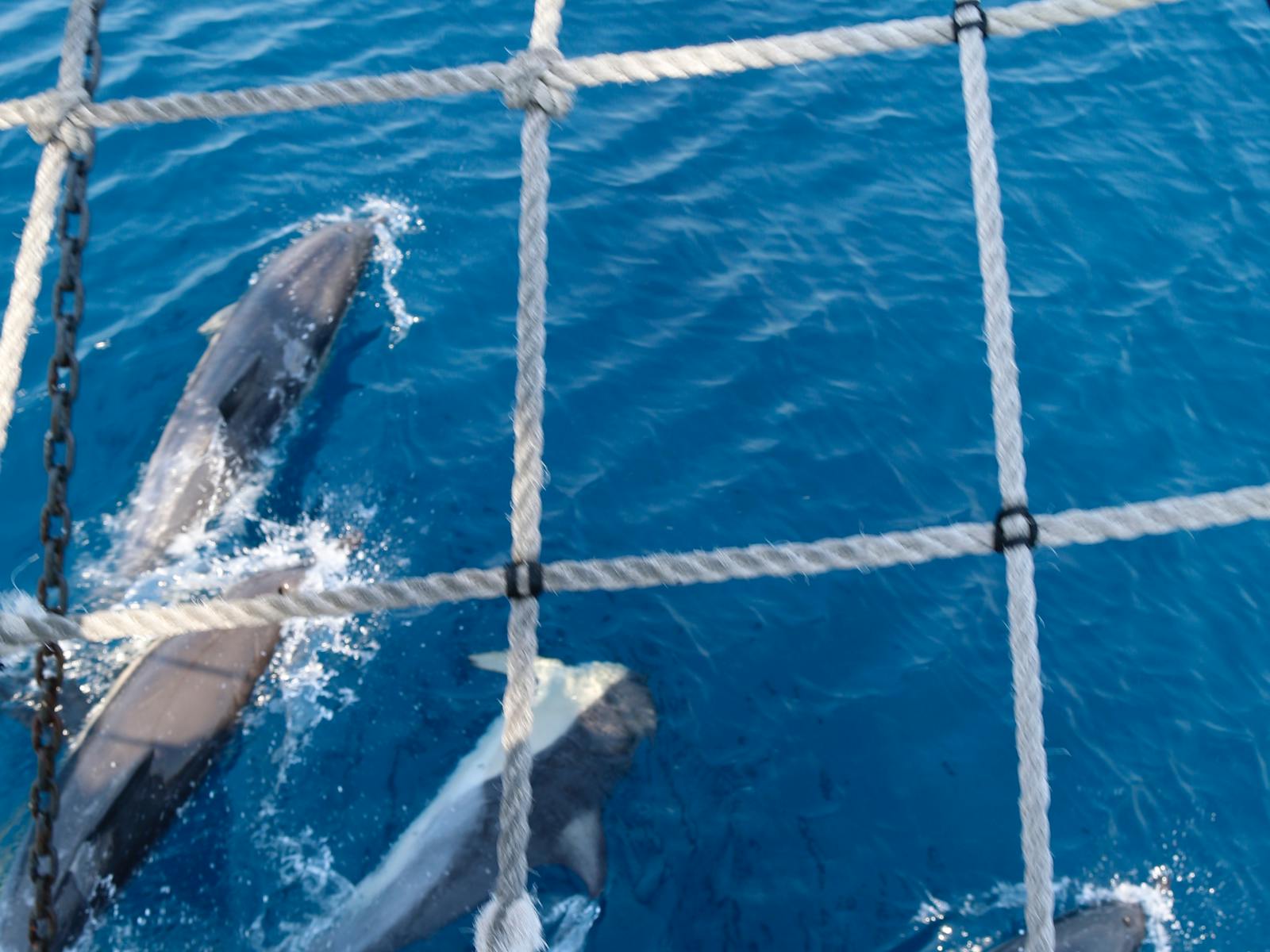 Crystal blue clear water with a group of dolphins swimming under the bowsprit