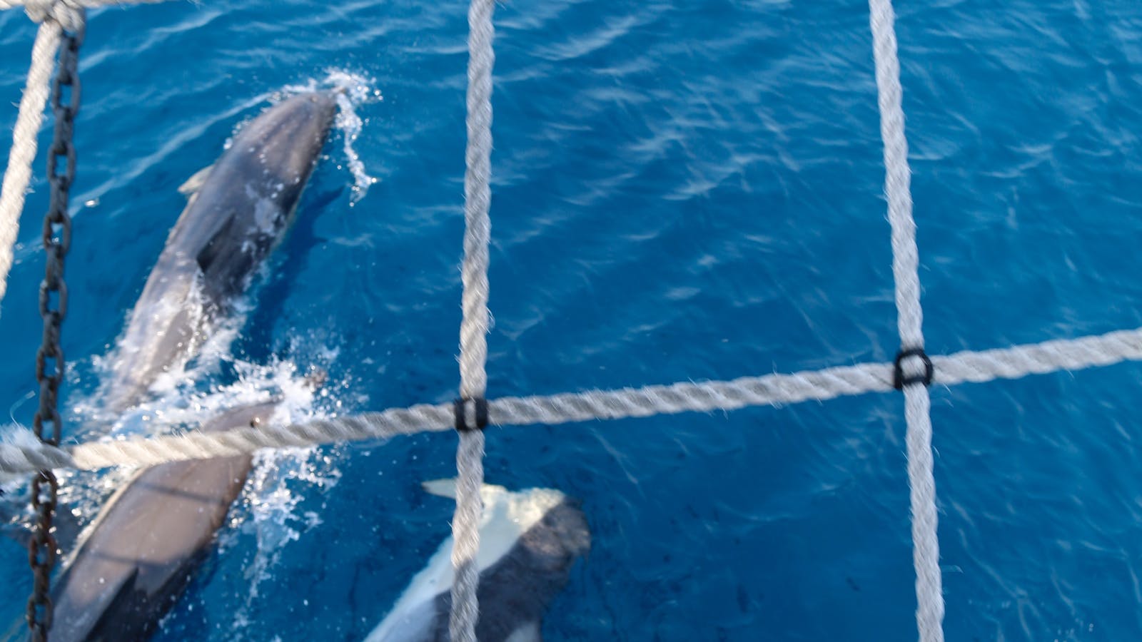 Dolphins dancing - the magic NEVER fades