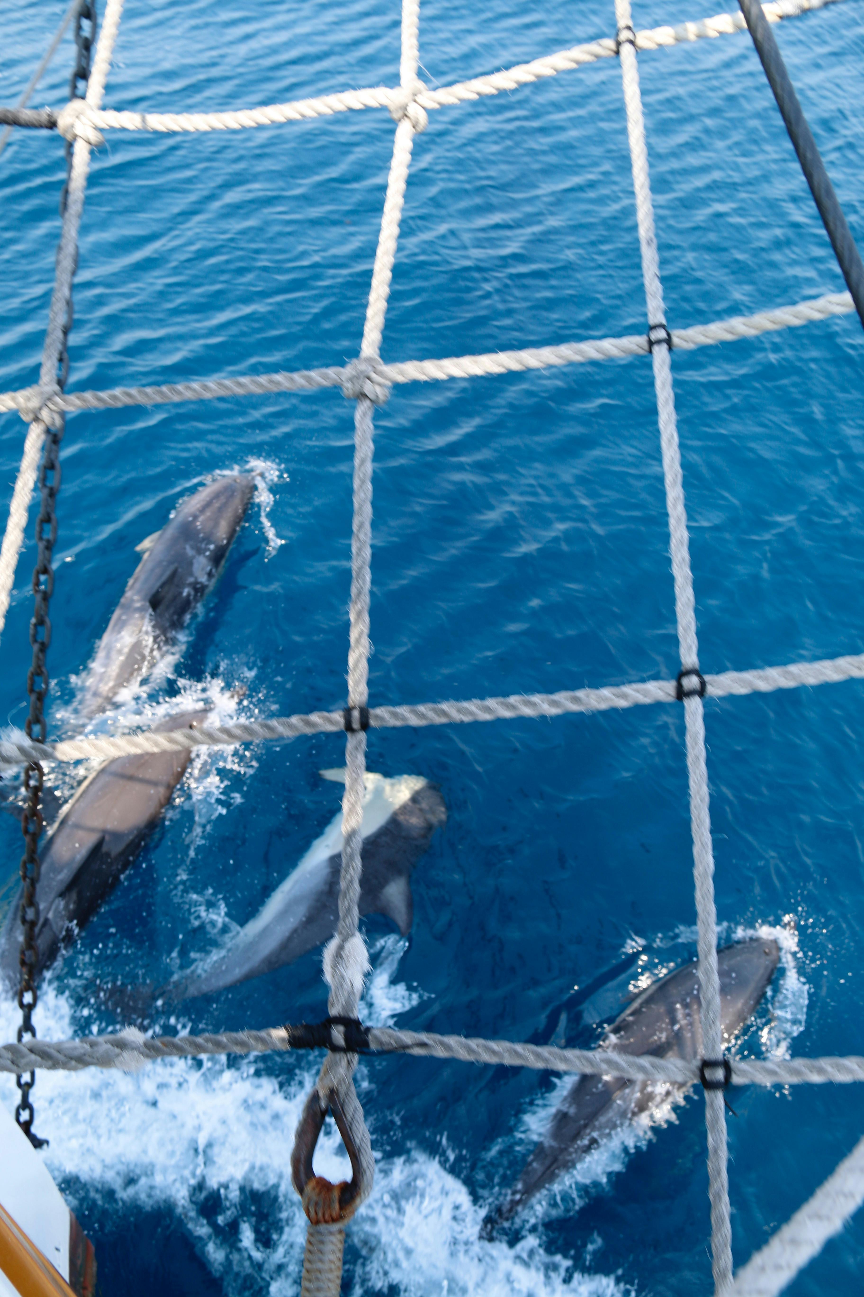 Crystal blue clear water with a group of dolphins swimming under the bowsprit