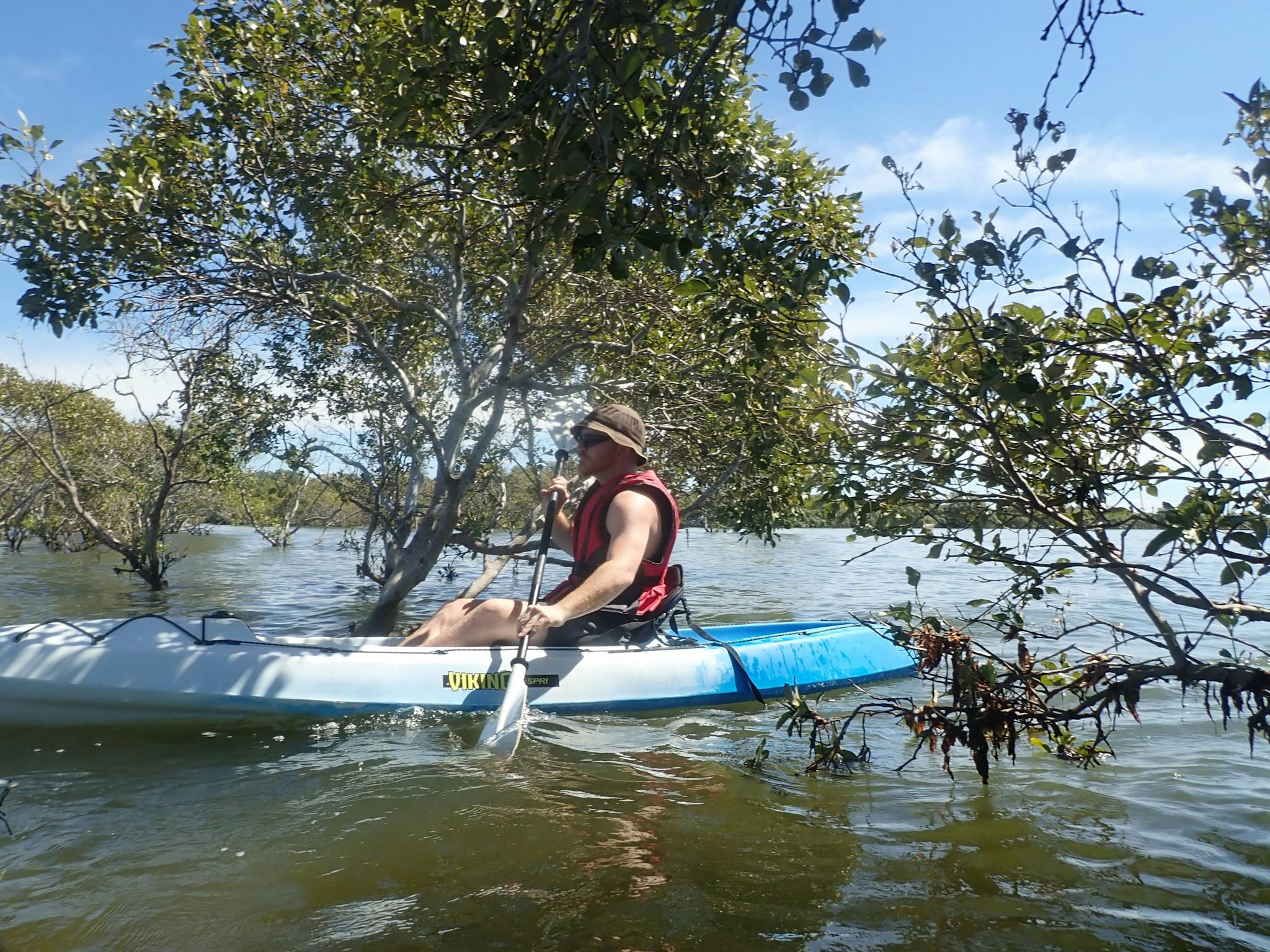 mangroves mangroves