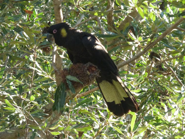 Black cockatoo feeding