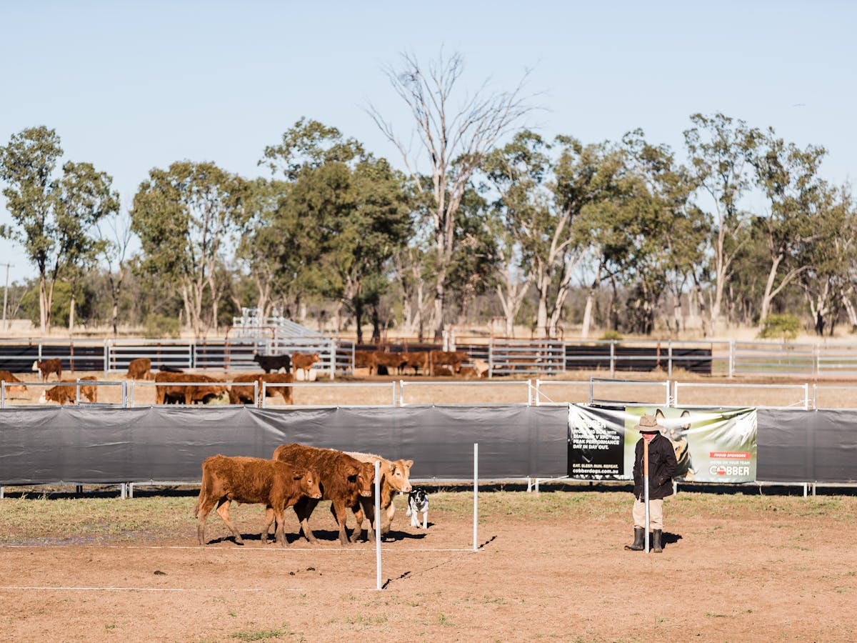 A man stands watching some cows in a yard.