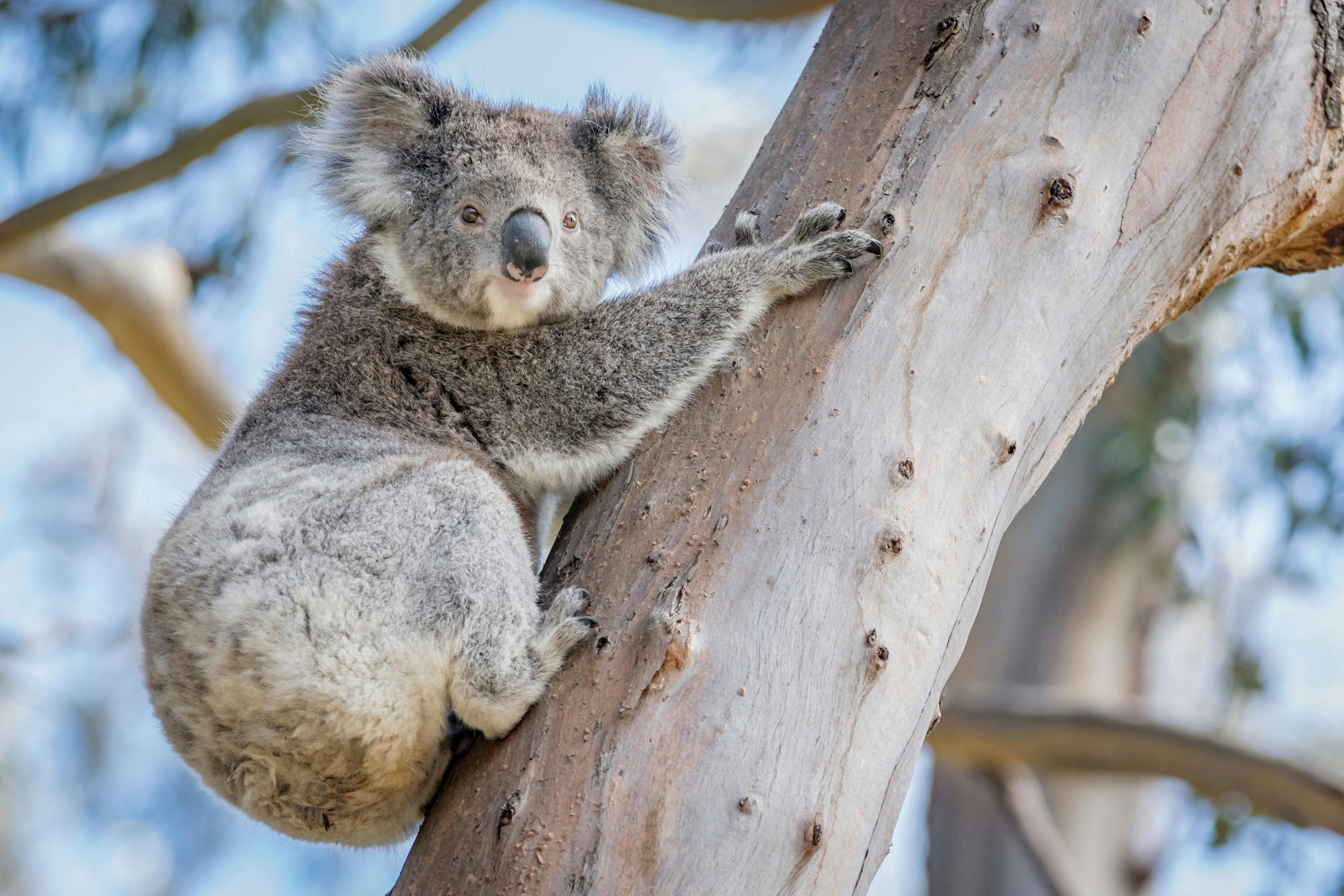 Koala, Great Ocean Road