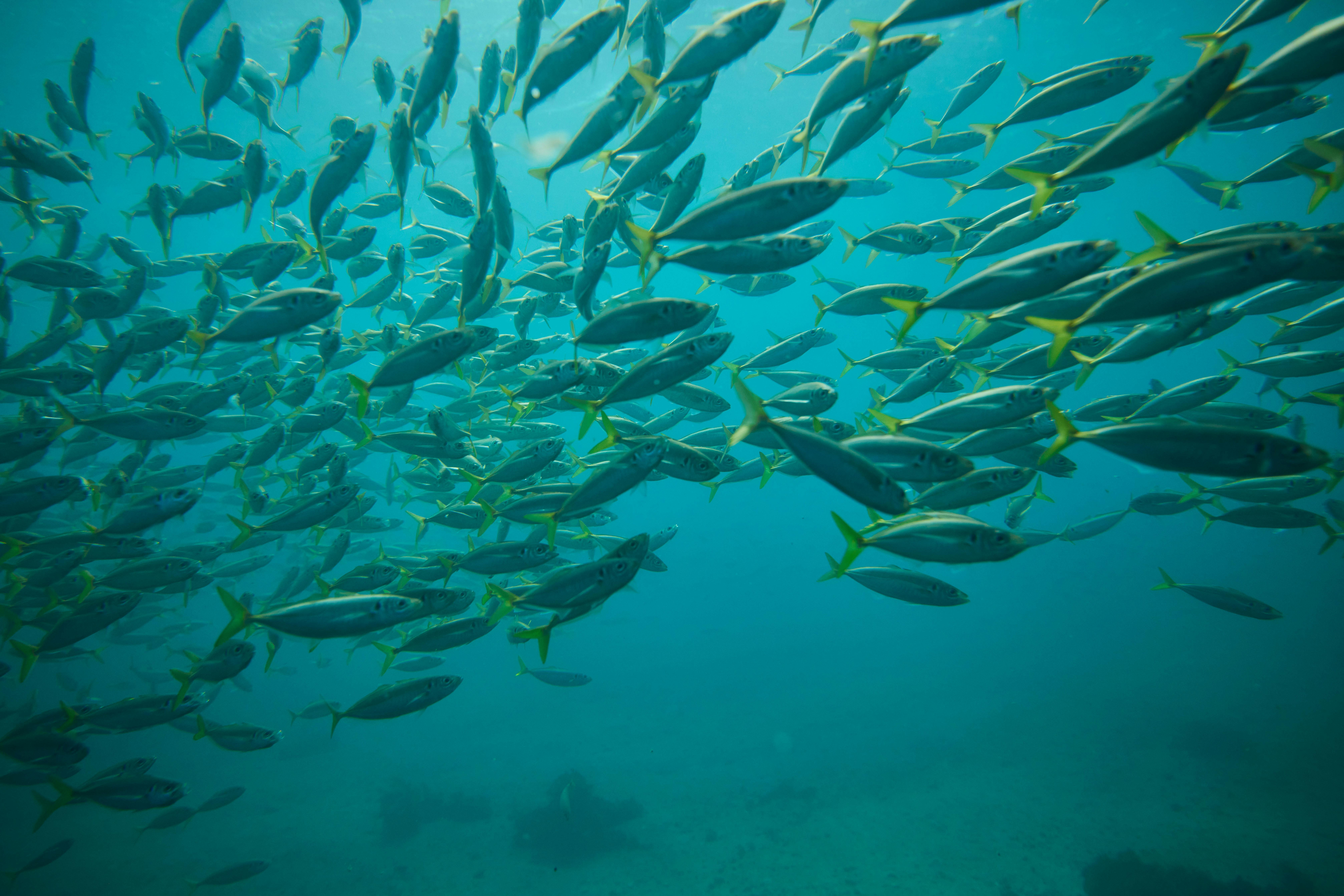 地元ガイドと一緒にマンリーでシュノーケリング