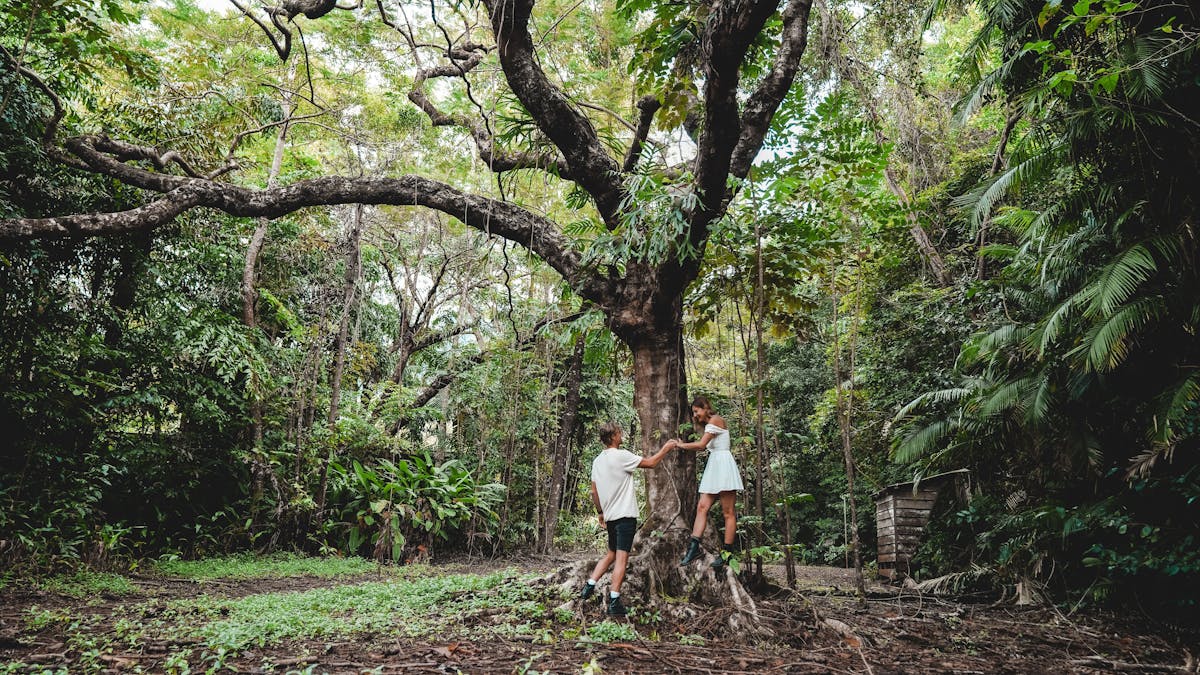 Ferntree Rainforest Lodge Fig Tree