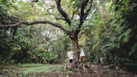 Ferntree Rainforest Lodge Fig Tree