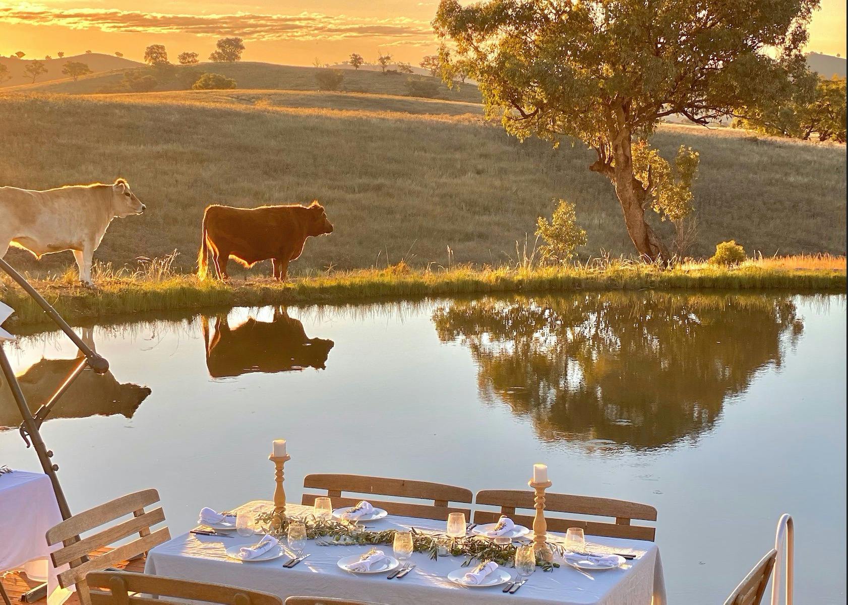 Whilst dining over our dam, no doubt you will have cows, kangaroos, sheep and birds come for a visit