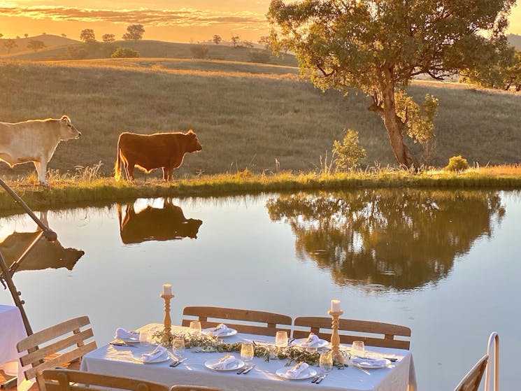 Whilst dining over our dam, no doubt you will have cows, kangaroos, sheep and birds come for a visit
