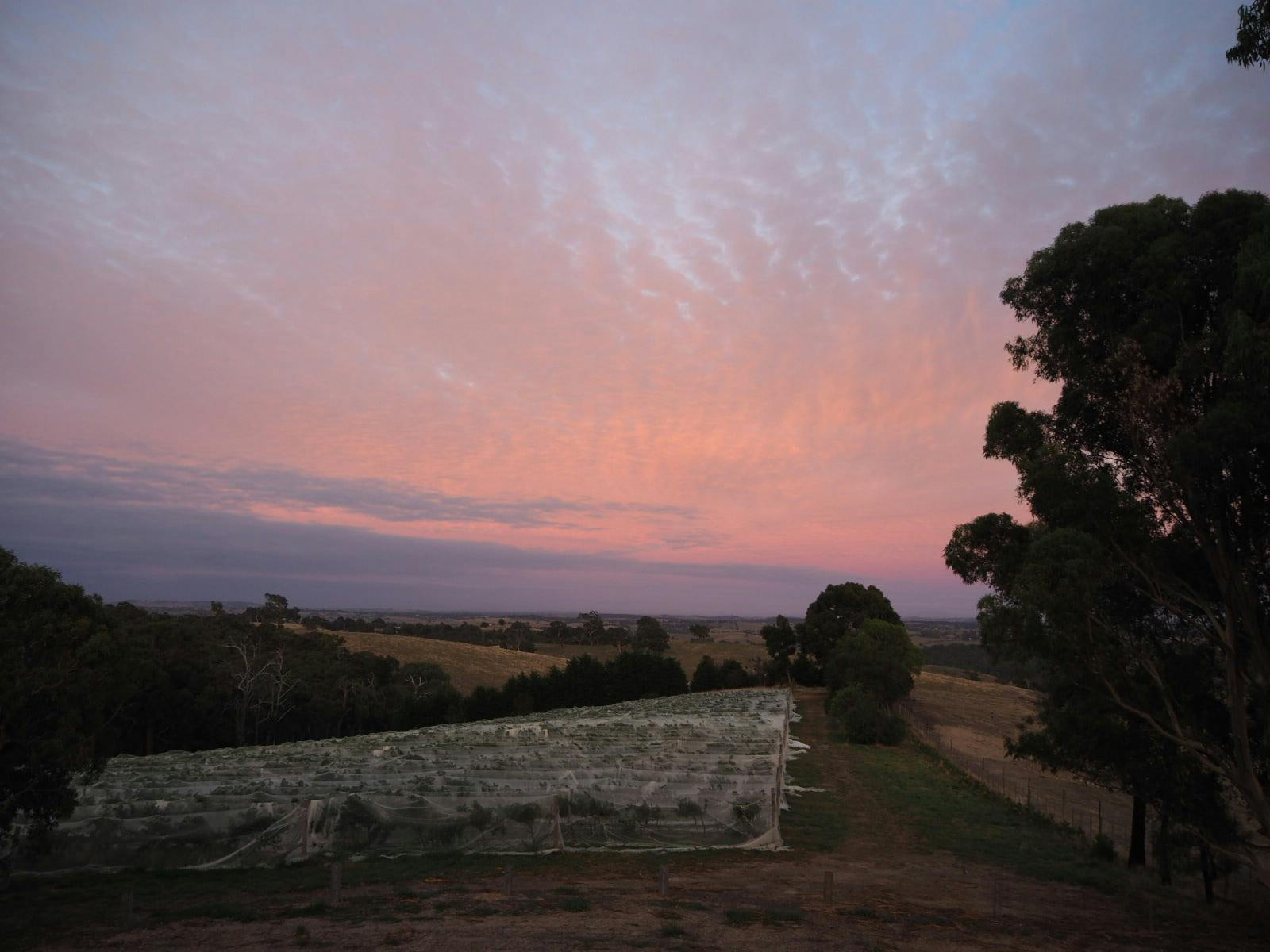 The vineyard at sunset