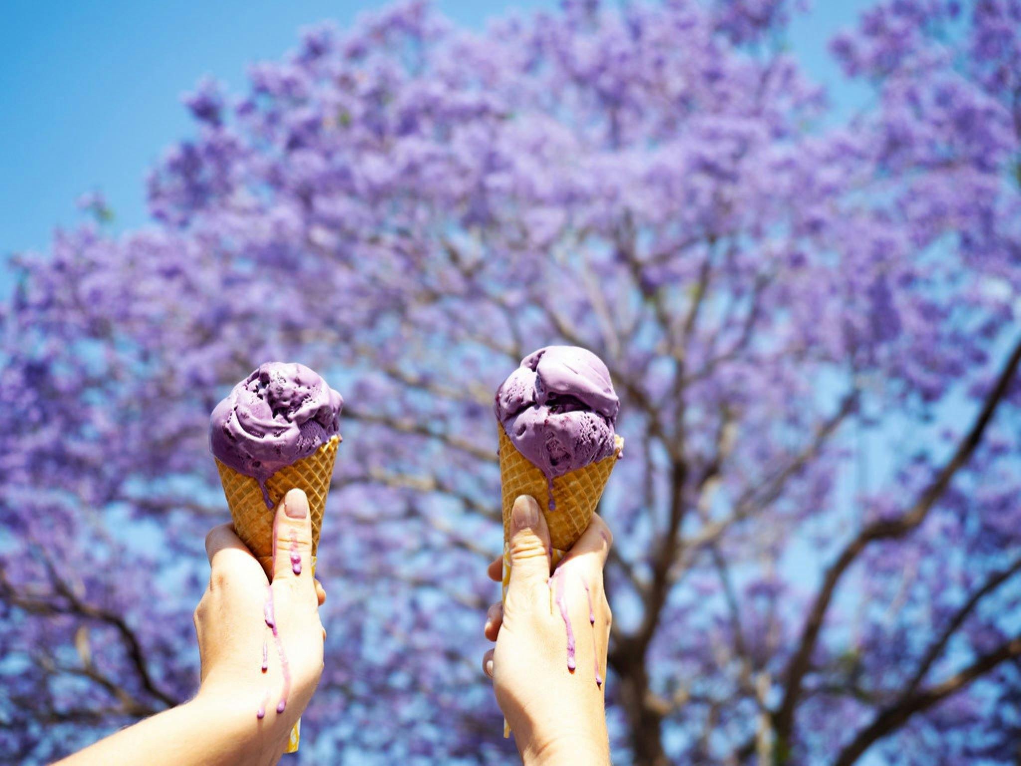 Grafton Jacaranda Festival | NSW Holidays & Accommodation, Things to Do