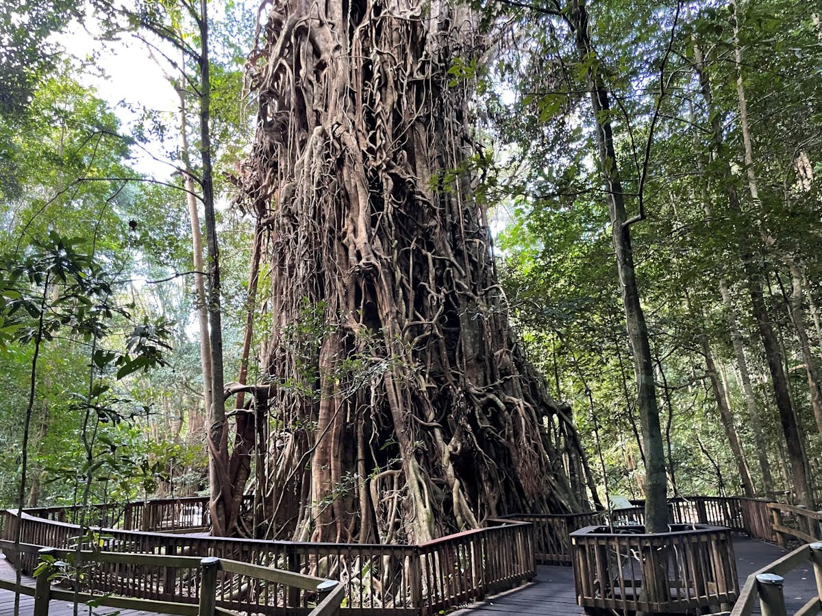 Clohesy River Fig Tree