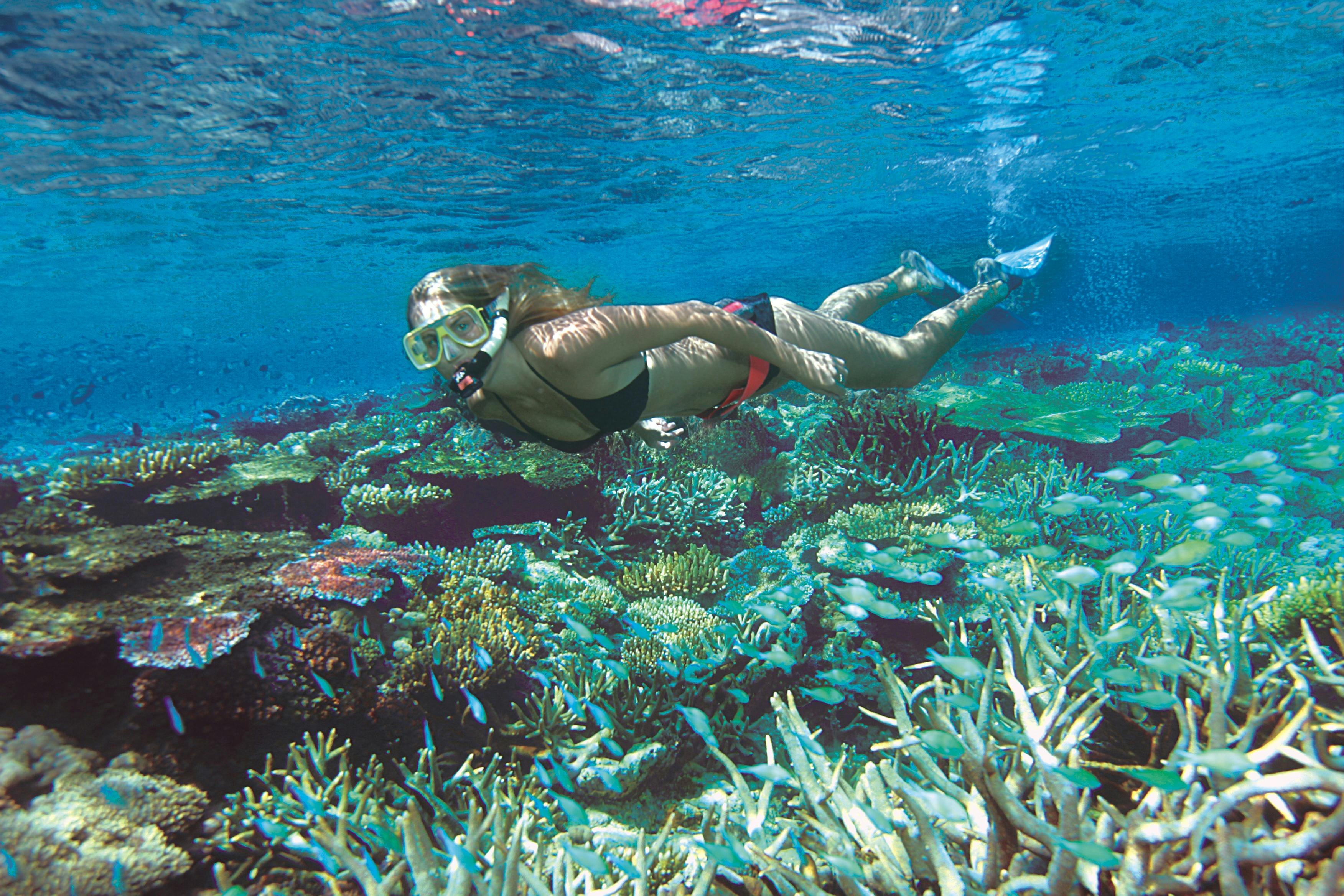 Snorkeller over corals
