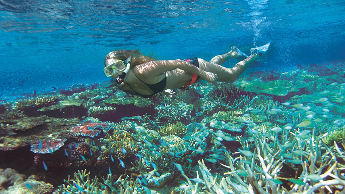Snorkeller over corals