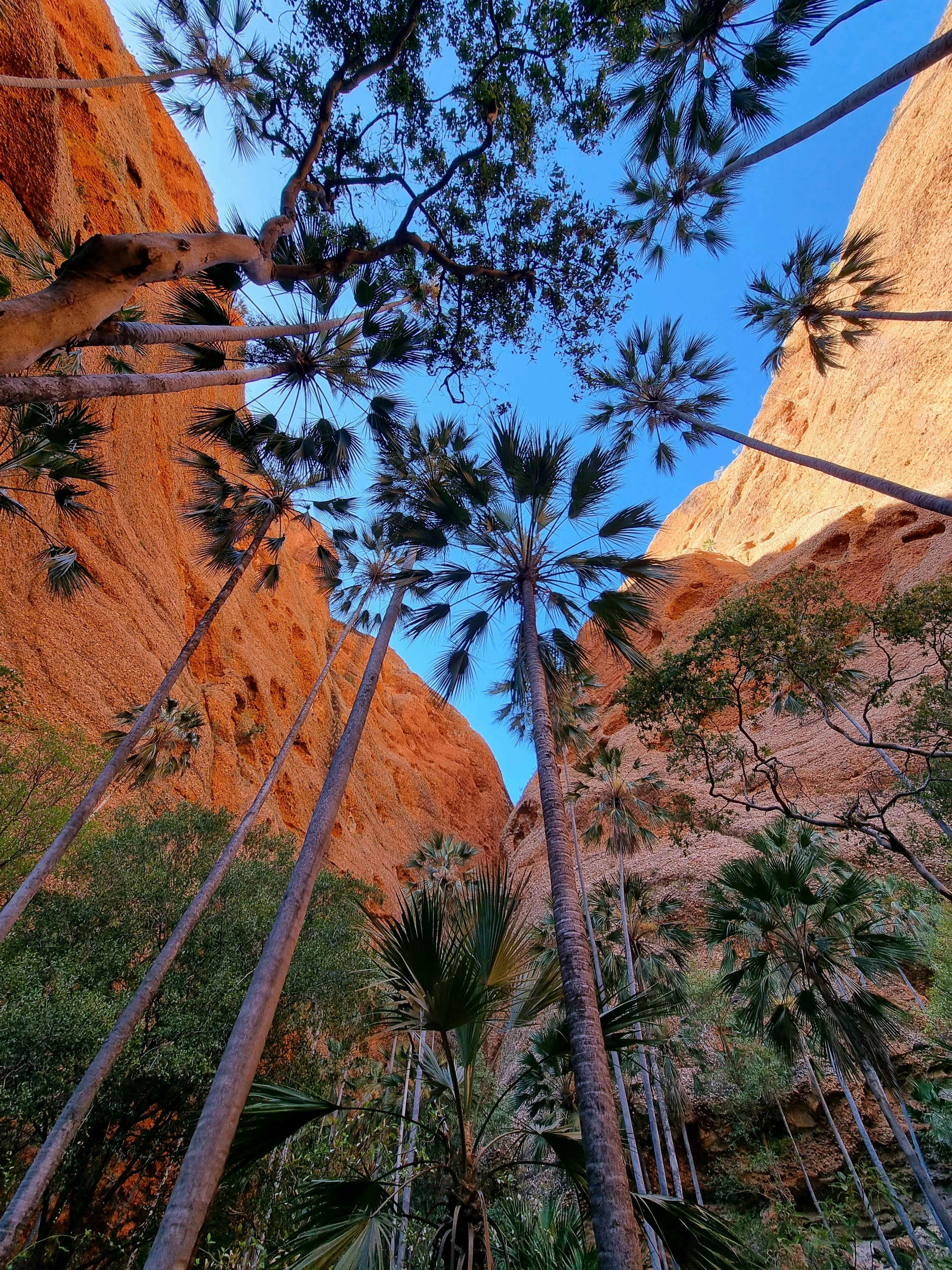 echidna entrance
