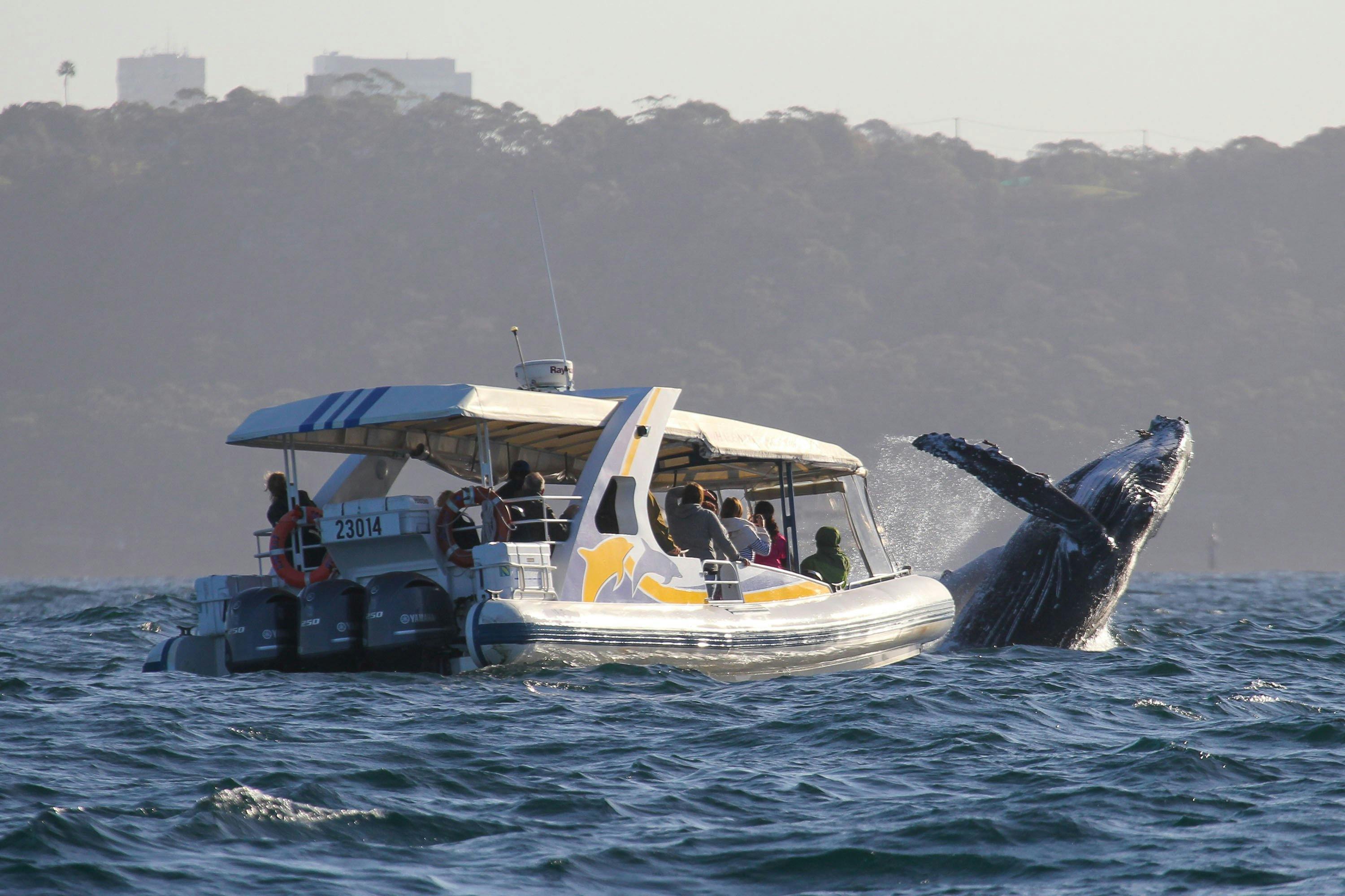 2시간 어드벤처 크루즈