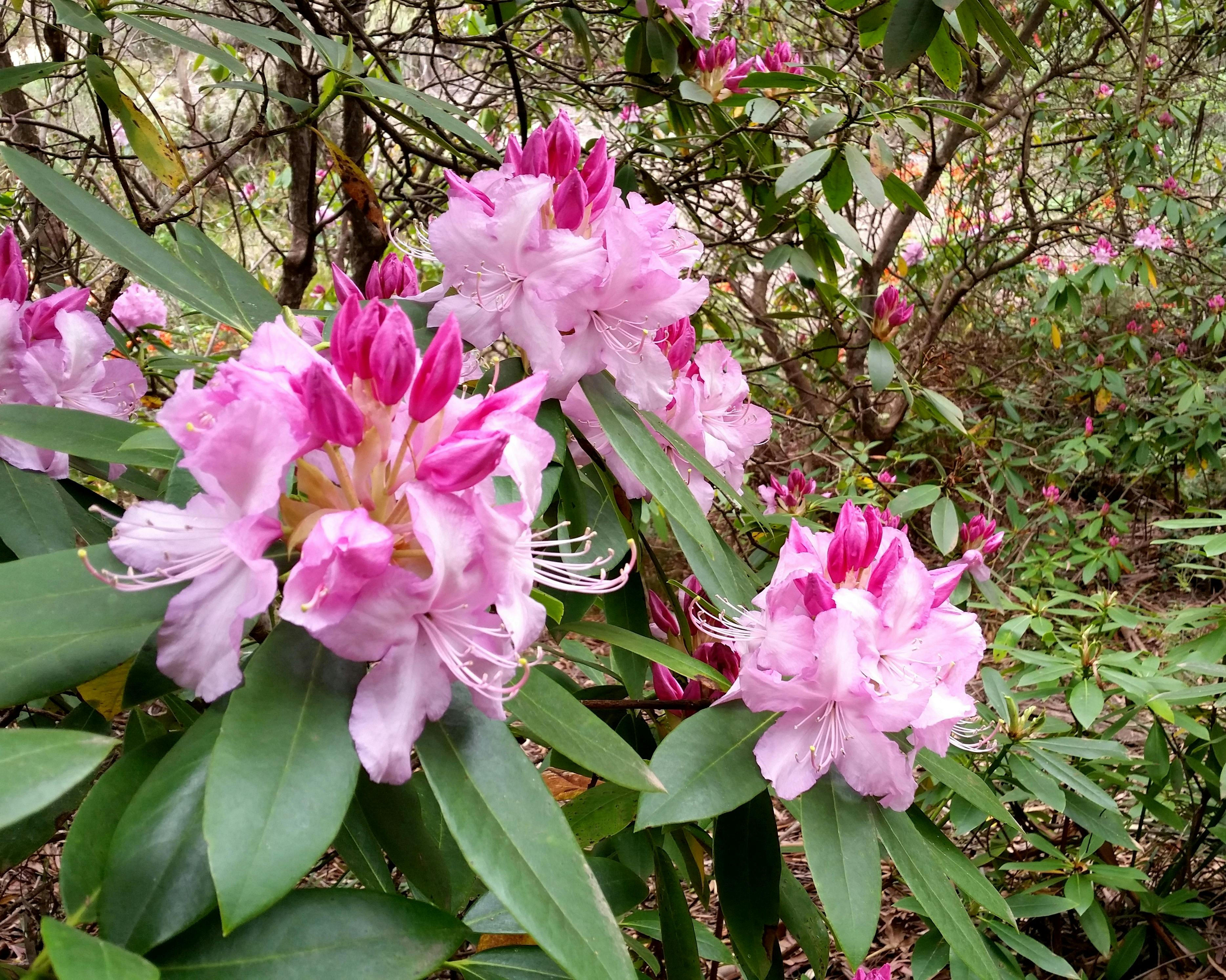 Rhododendron in bloom