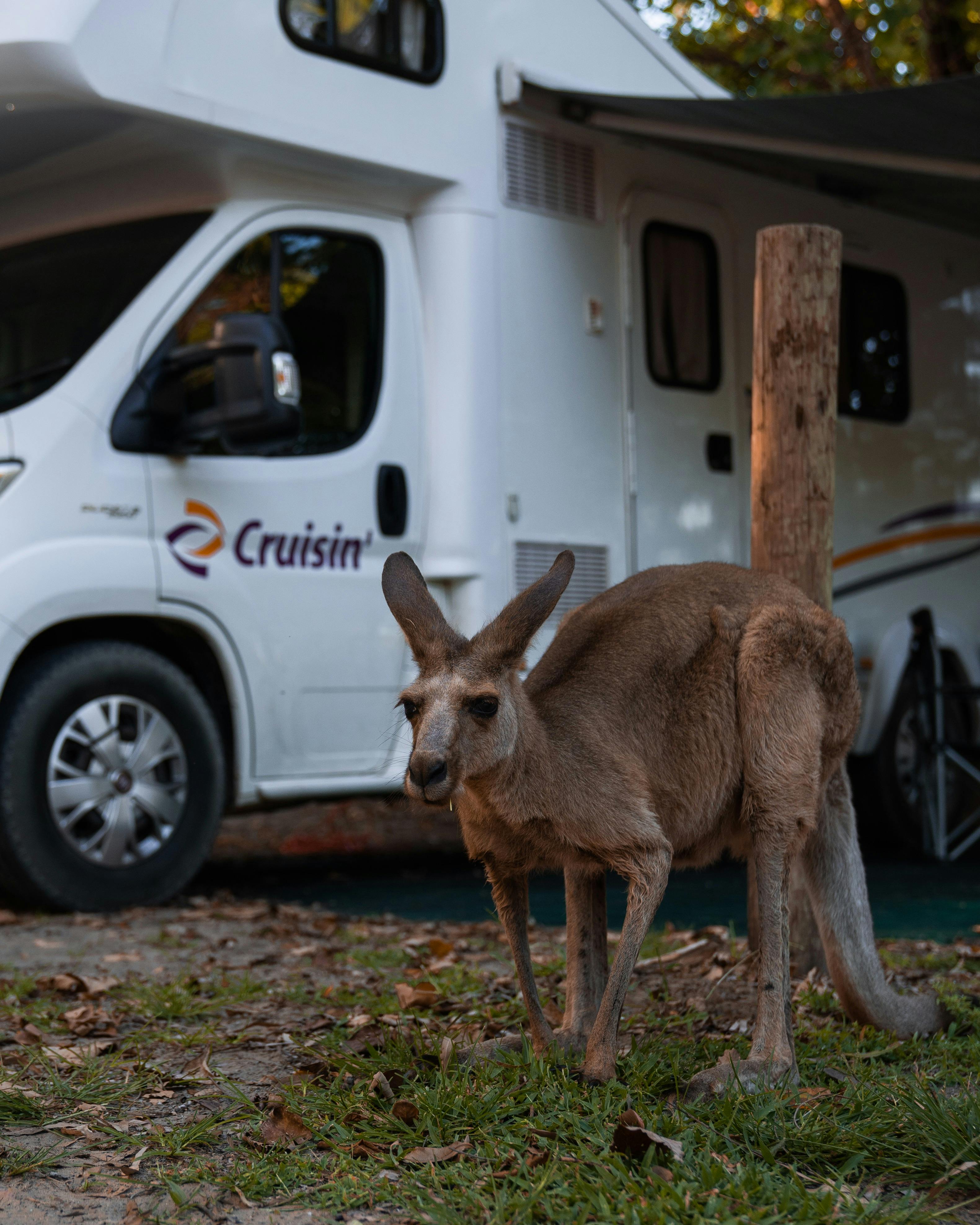 Cruisin Motorhomes Cairns