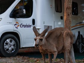 Cruisin Motorhomes Cairns Motorhome with Kangaroo