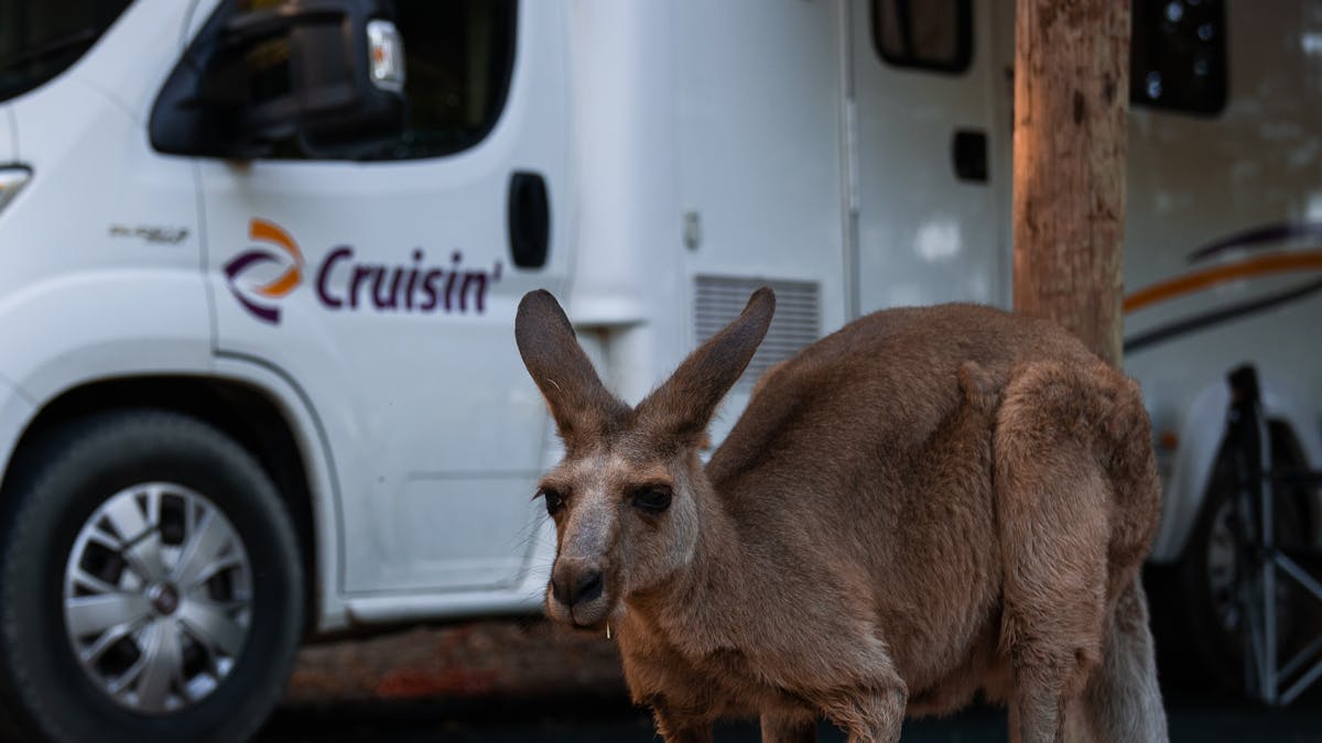 Cruisin Motorhomes Cairns Motorhome with Kangaroo