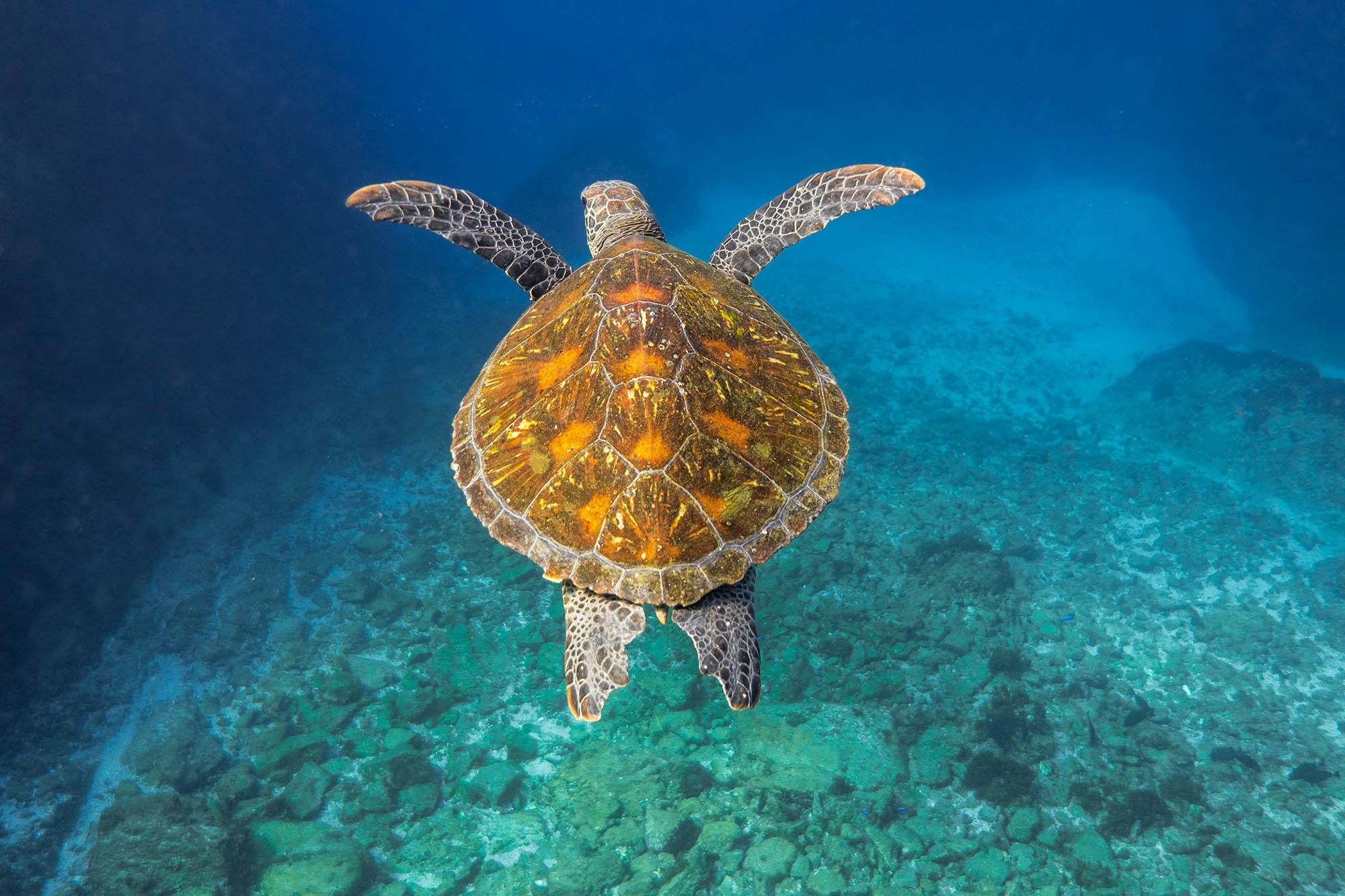 Green sea turtle