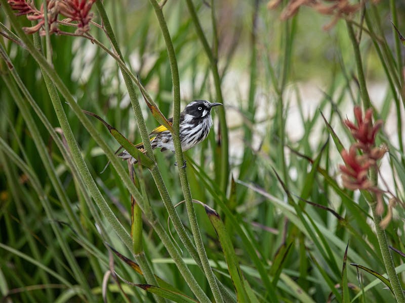 Image for Birds in the Australian Garden