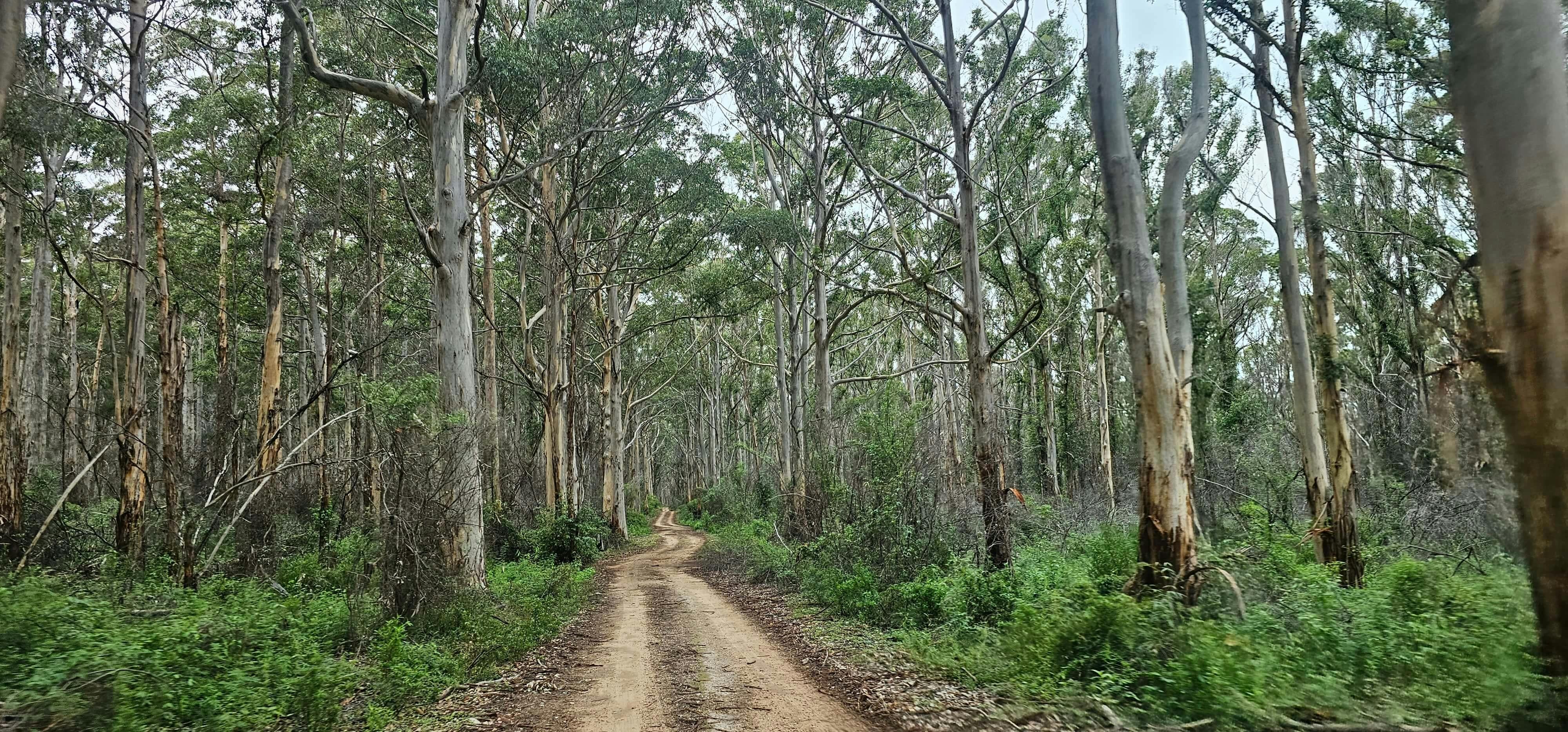 Image of narrow dirt road between lots of tall forest trees