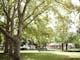 London Plane Trees in King George Gardens, grass, flower beds, stage, toilet block, bushes