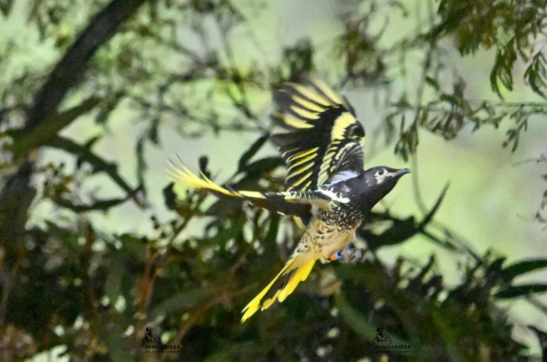 Regent Honeyeater