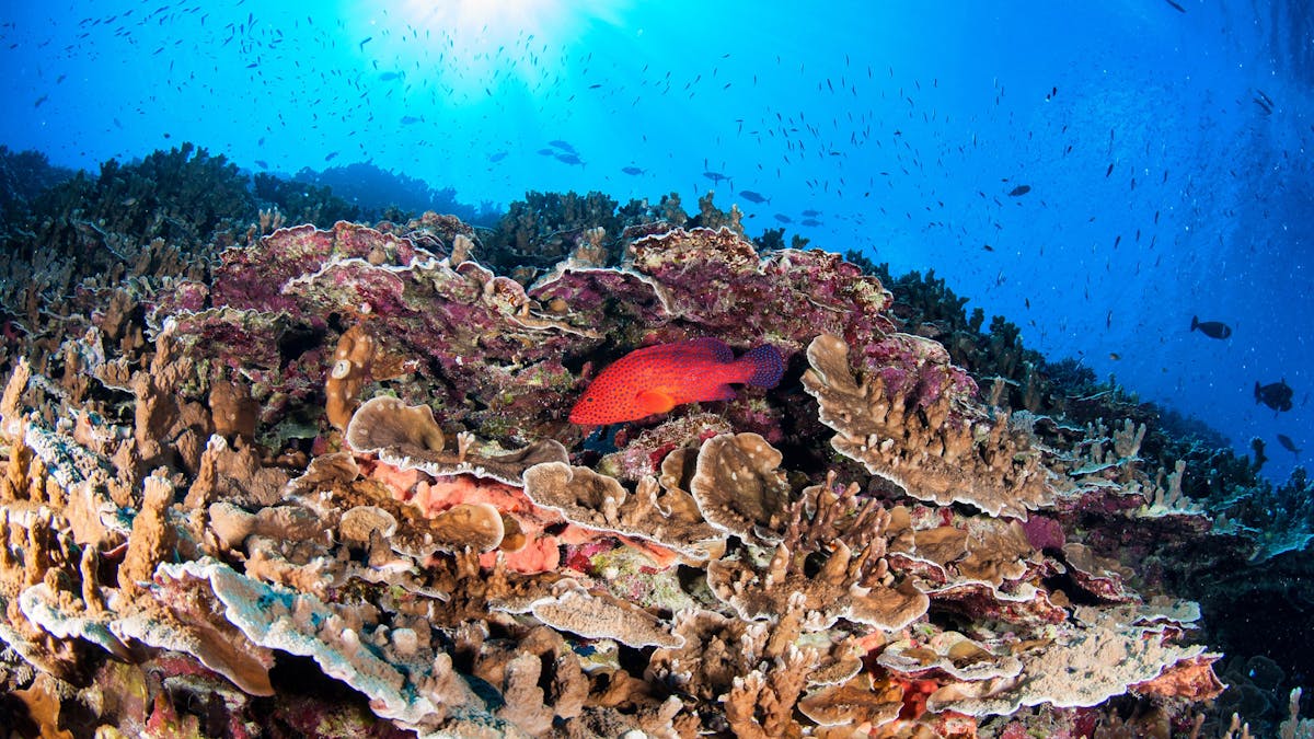 Coral Trout with Beautiful Reef
